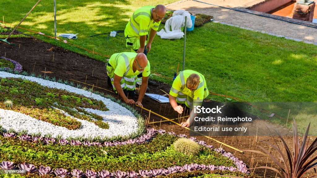 Landscaping crew working in a yard