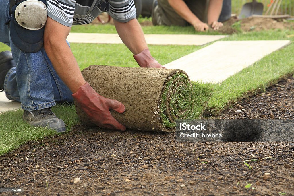 Landscaper laying fresh sod